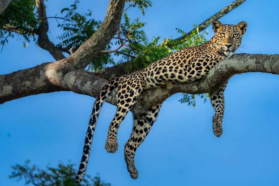 A leopard draped over a tree branch against a blue sky.