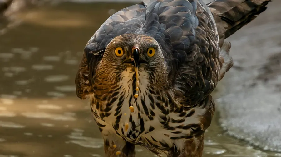 A crested hawk-eagle standing at the water’s edge, staring ahead.