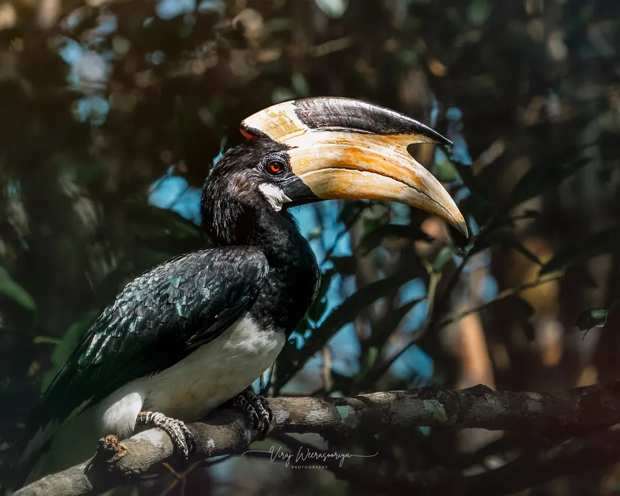 A Malabar pied hornbill perched on a branch.