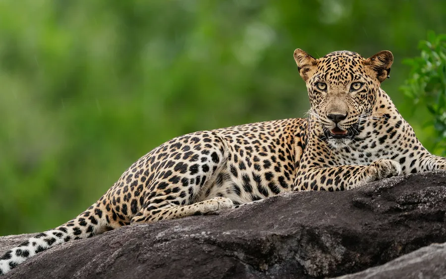 A leopard stretched out on a rock against green foliage. From Sasha’s 2021 litter.