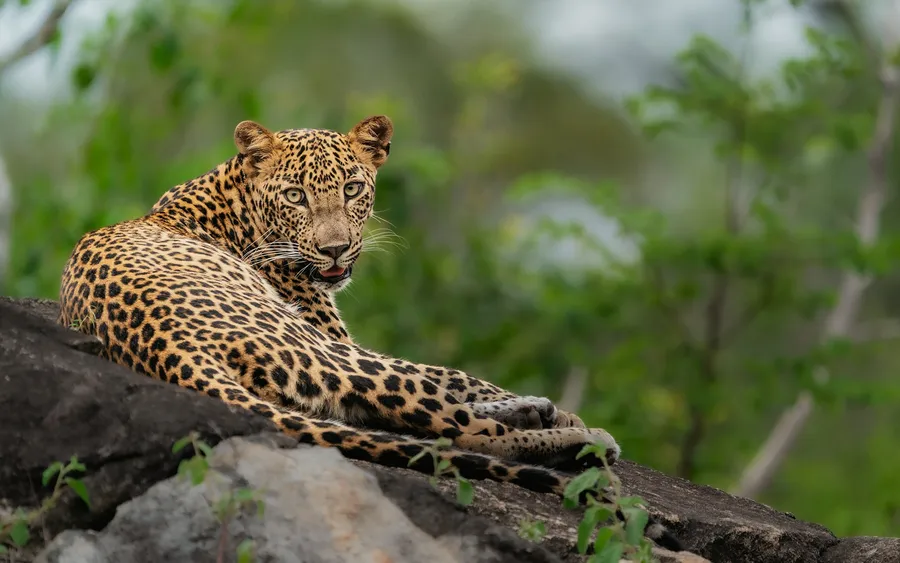 A leopard resting on a rock, looking towards the camera. From Sasha’s 2021 litter.