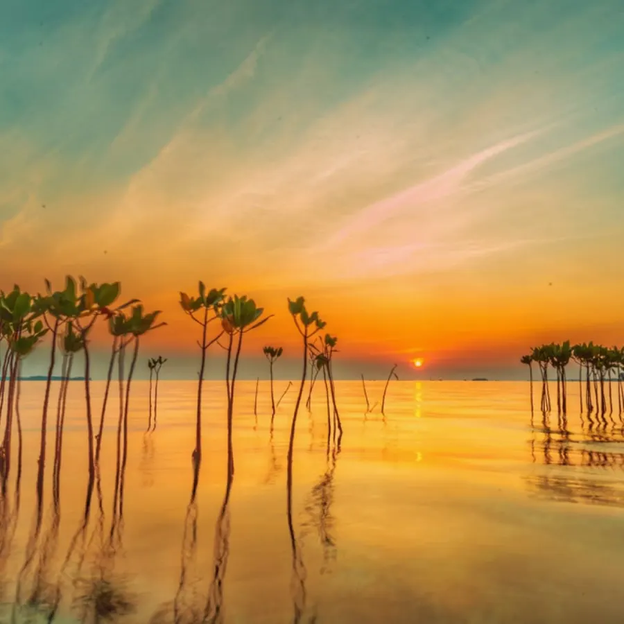 Young mangroves standing in still water under a streaked sunset sky.