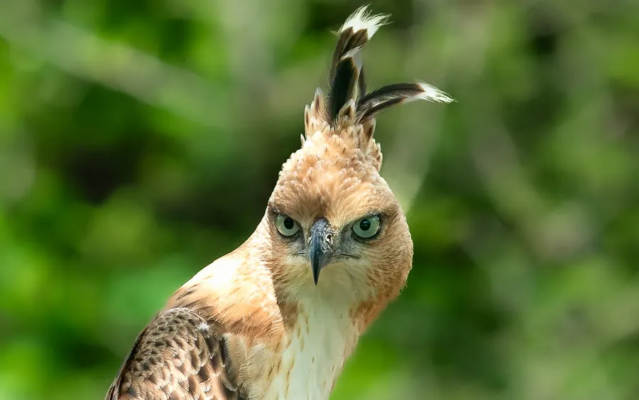 Portrait of a hawk-eagle with its crest raised.