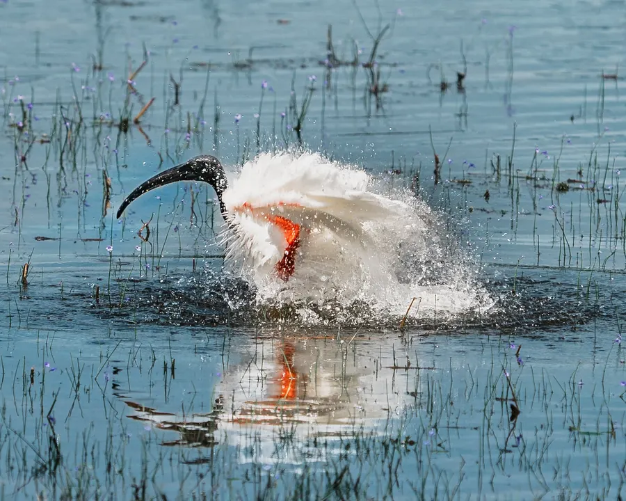 An ibis splashing as it bathes in shallow water.