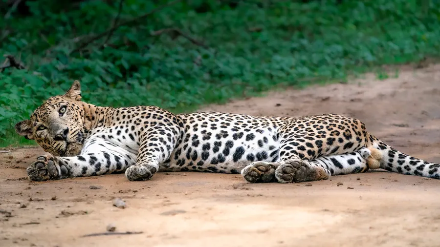 A leopard lying stretched out on a dirt path.