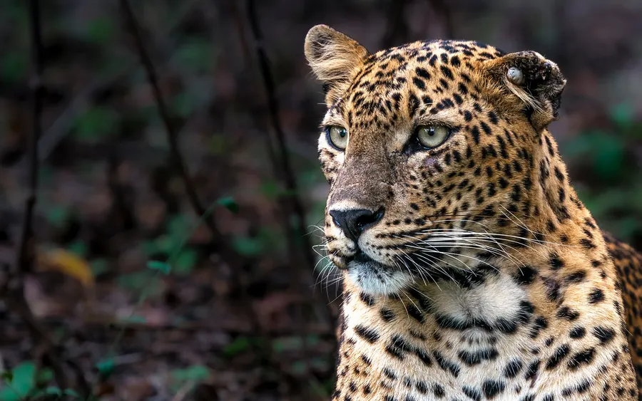 Close portrait of a leopard looking to one side in dark forest.