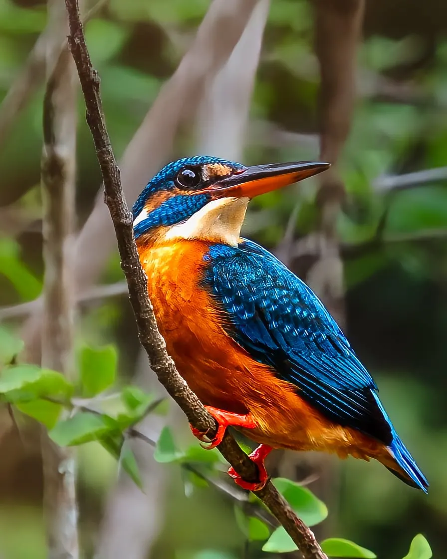 A common kingfisher perched on a thin vertical stem.