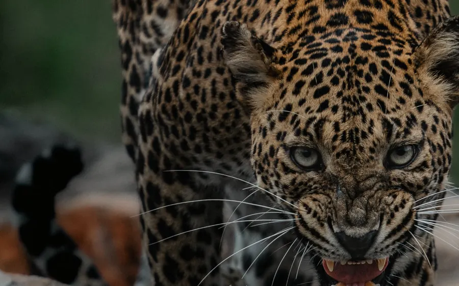 A leopard snarling at close range, head lowered.