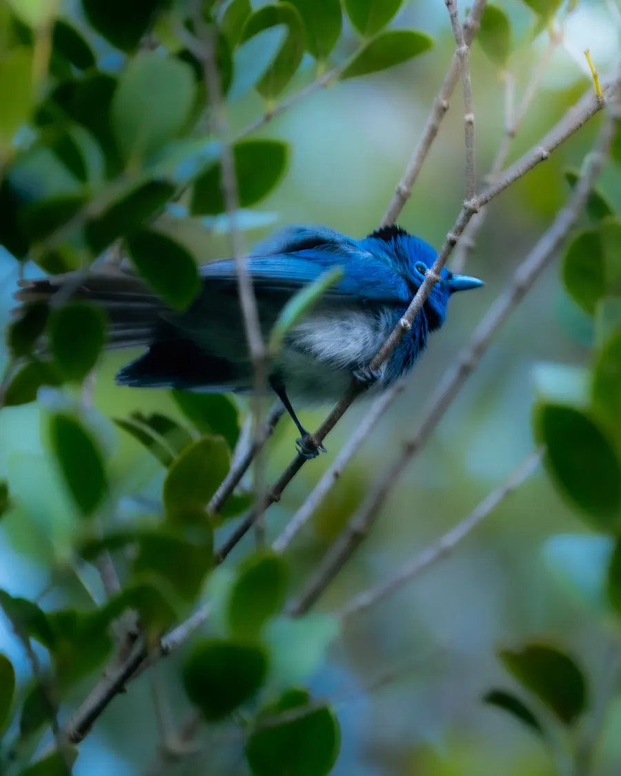 A blue bird perched on a twig among green leaves.