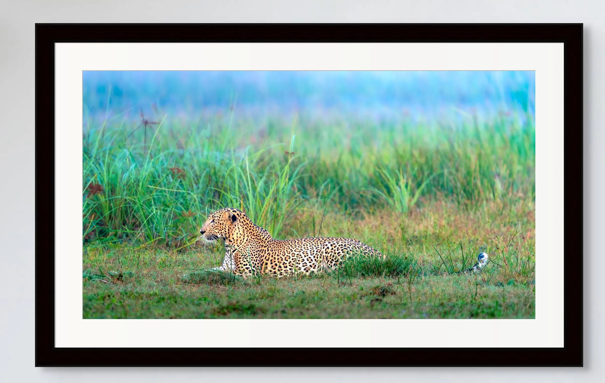 Framed print of a leopard lying in tall green grass.