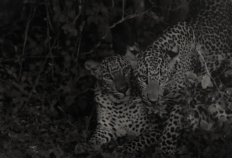 Two young leopards side by side in deep shade.