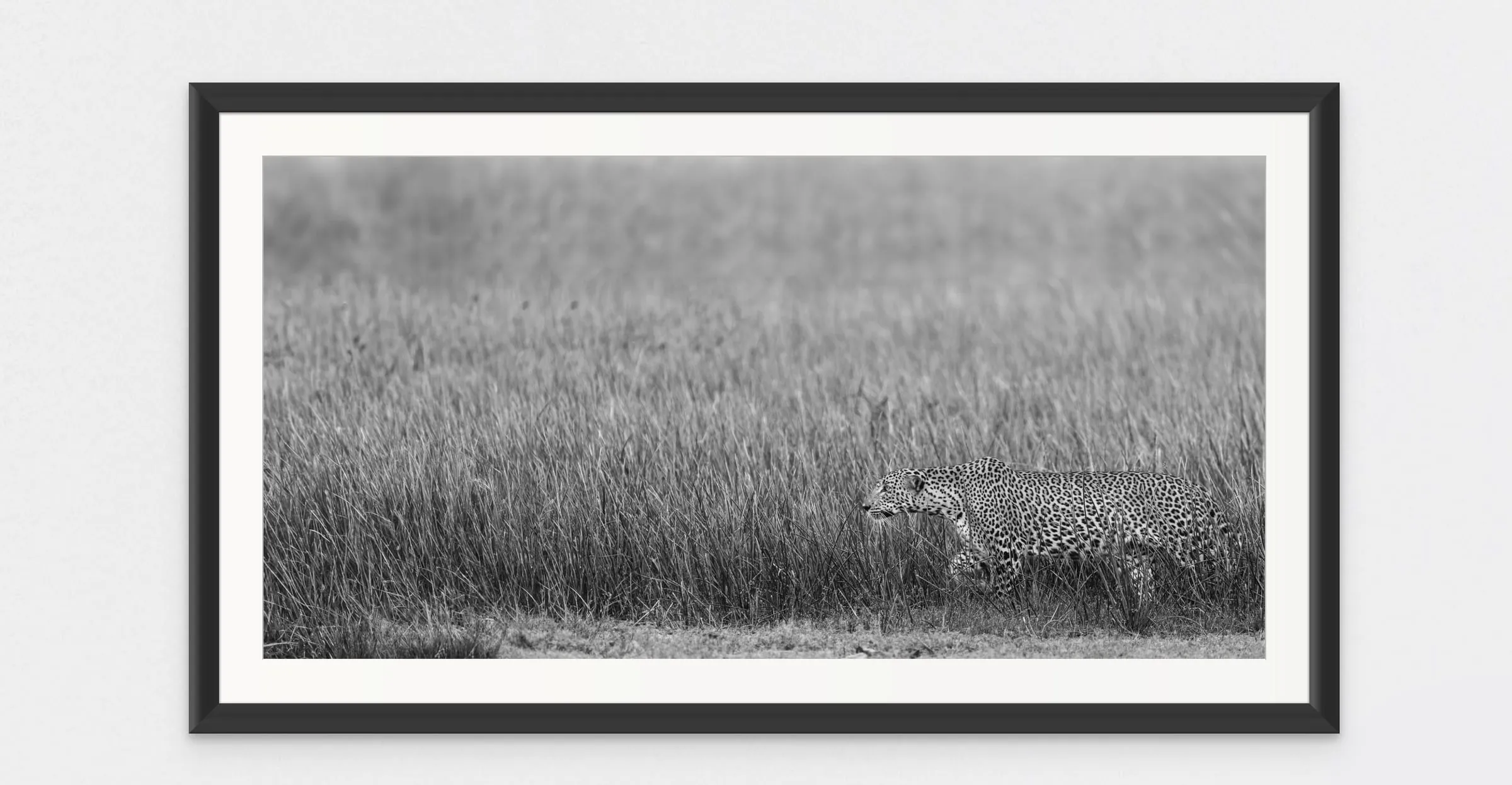Framed black and white print of a leopard moving through tall grass.