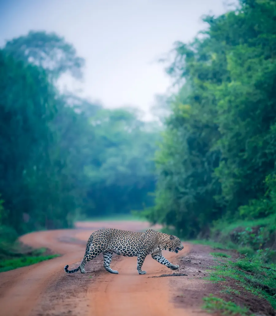 A leopard crossing a red earth track between tall forest.