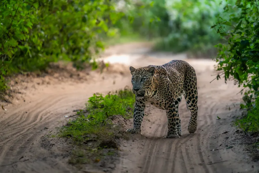 A leopard walking along a sandy track towards the camera.