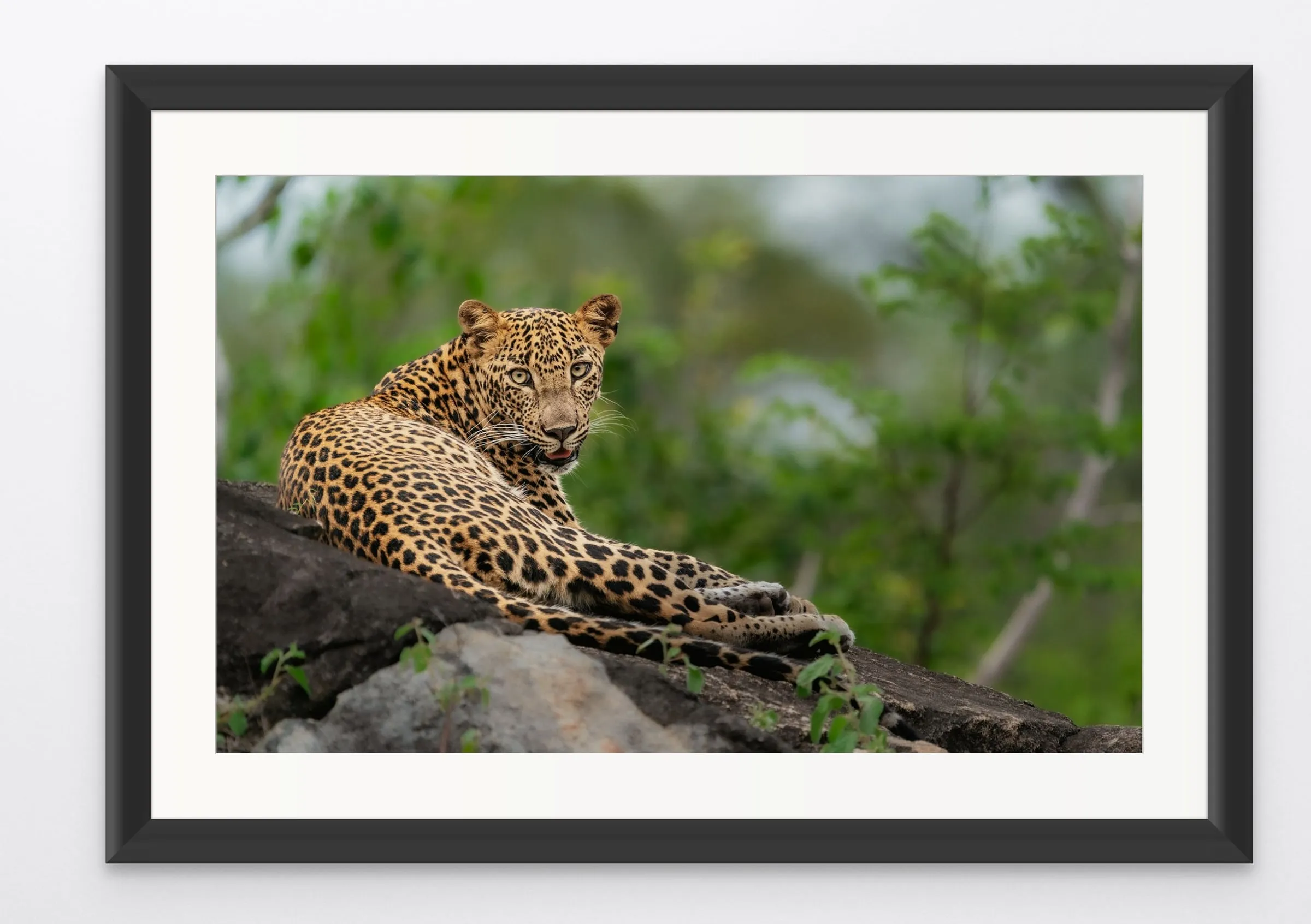 Framed print of a leopard lounging on a rocky outcrop, looking at the camera.