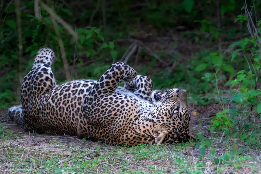 Two leopard cubs wrestling on the forest floor.
