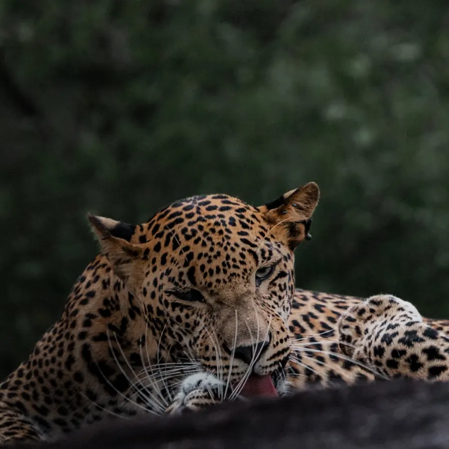 Close view of a leopard grooming, eyes half closed.