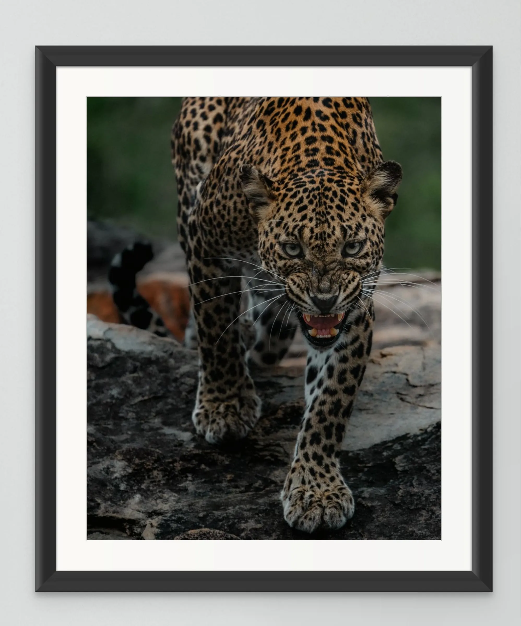 Framed print of a leopard walking towards the camera, snarling.