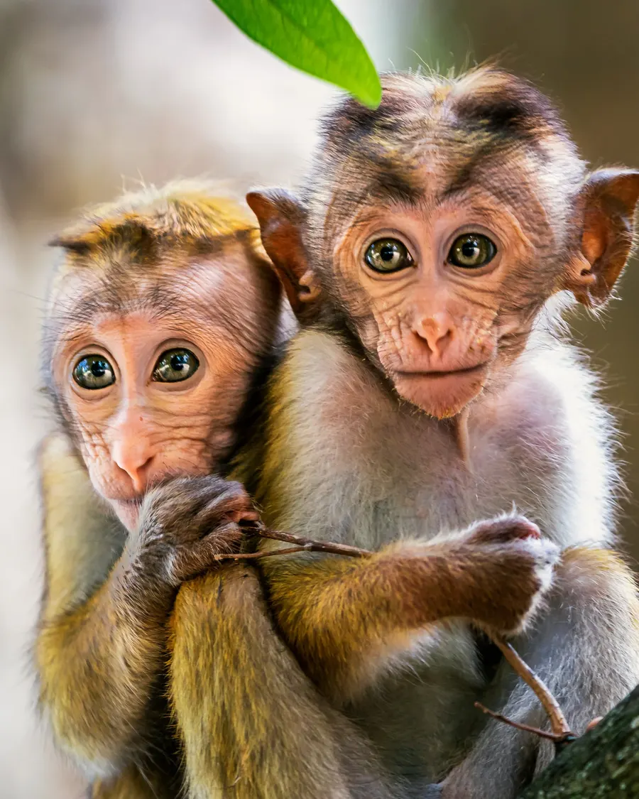 Two playful male toque macaque juveniles holding each other.