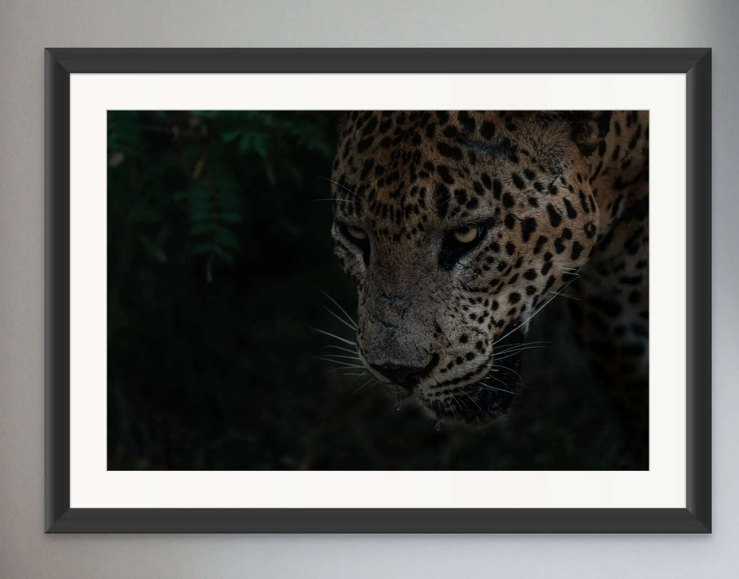 Framed print of a leopard’s face emerging from dark foliage.