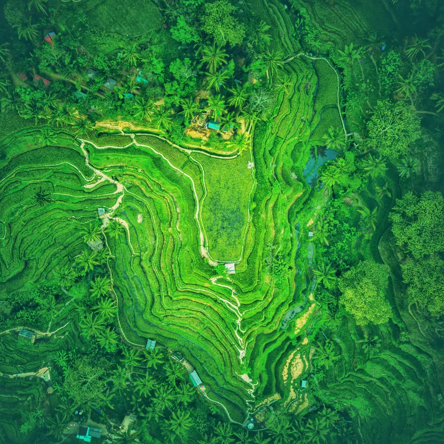 An aerial perspective of Tegalalang Rice Terraces in Bali, featuring lush green rice paddies with flowing, curving lines.
