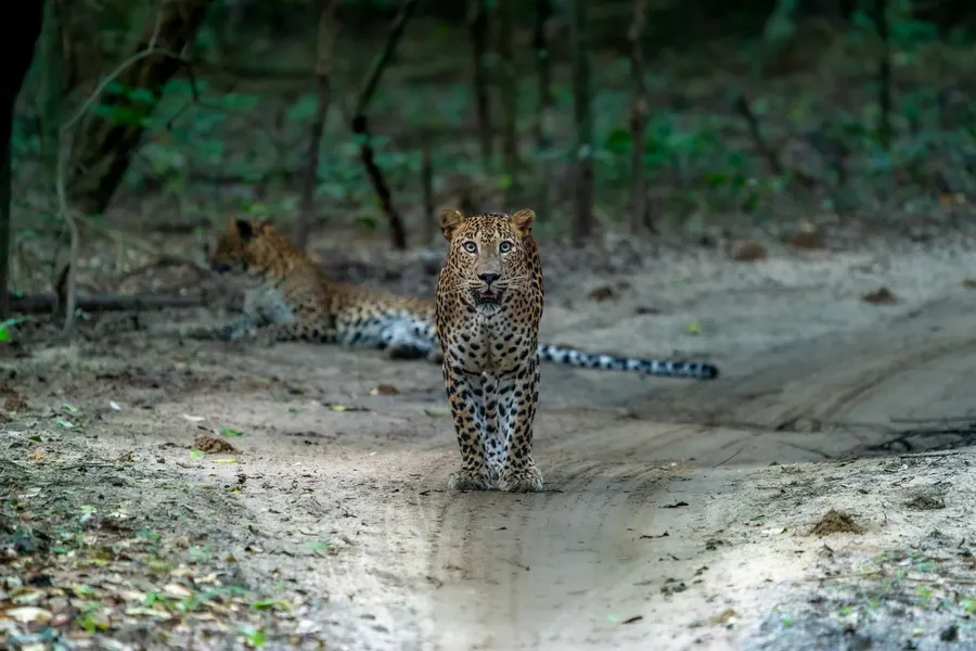 A leopard walking down a track with a second leopard lying behind.