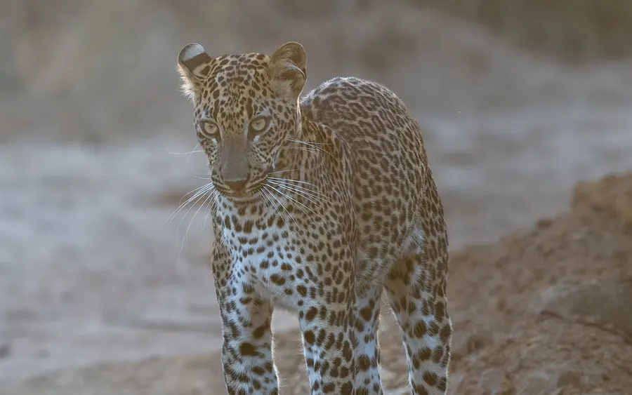 A leopard cub, glowing in the gentle morning light.