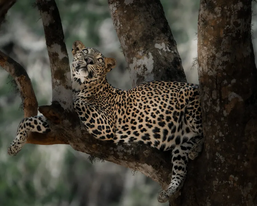 A young leopard resting in the fork of a tree, looking up.