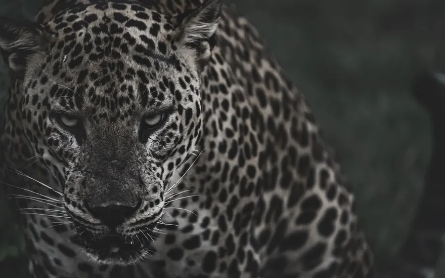 A leopard’s face emerging from darkness in muted tones.
