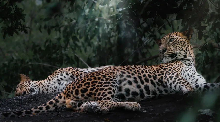 Two leopards lying together on the forest floor.