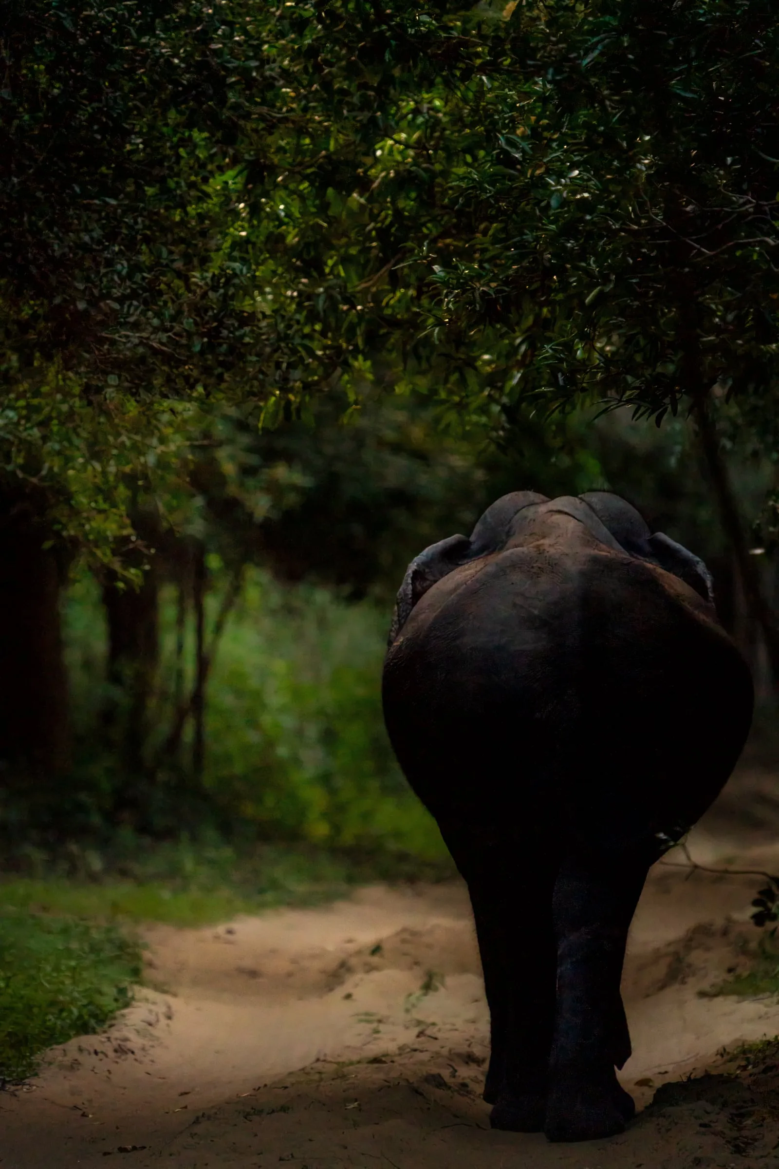 An elephant walking away down a shaded forest track.