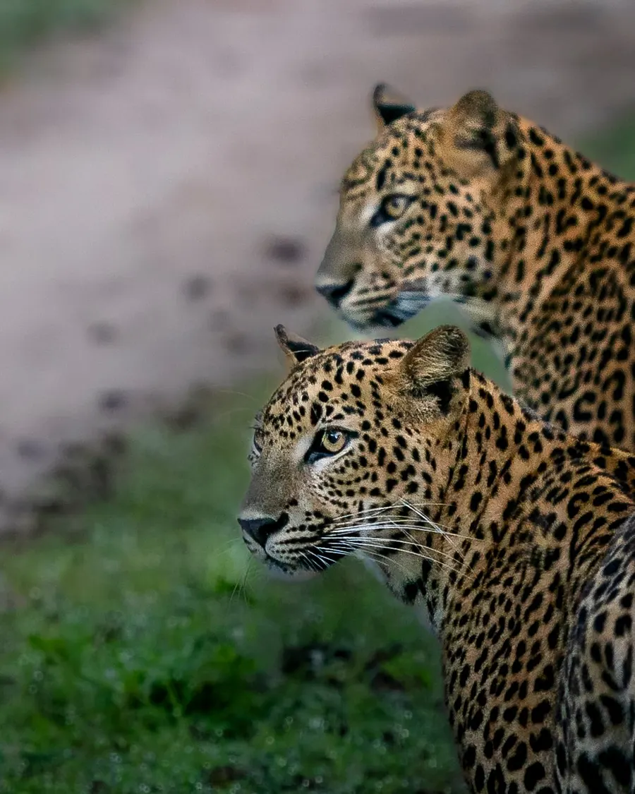 Two young leopards pause, their curious eyes fixed on something unseen.