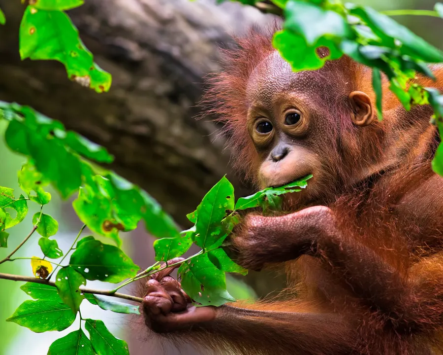 A young orangutan chewing a leaf among green foliage.