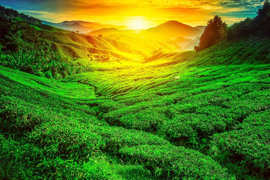 A vibrant tea plantation basking in the golden glow of sunrise, green hills stretching into the distance.
