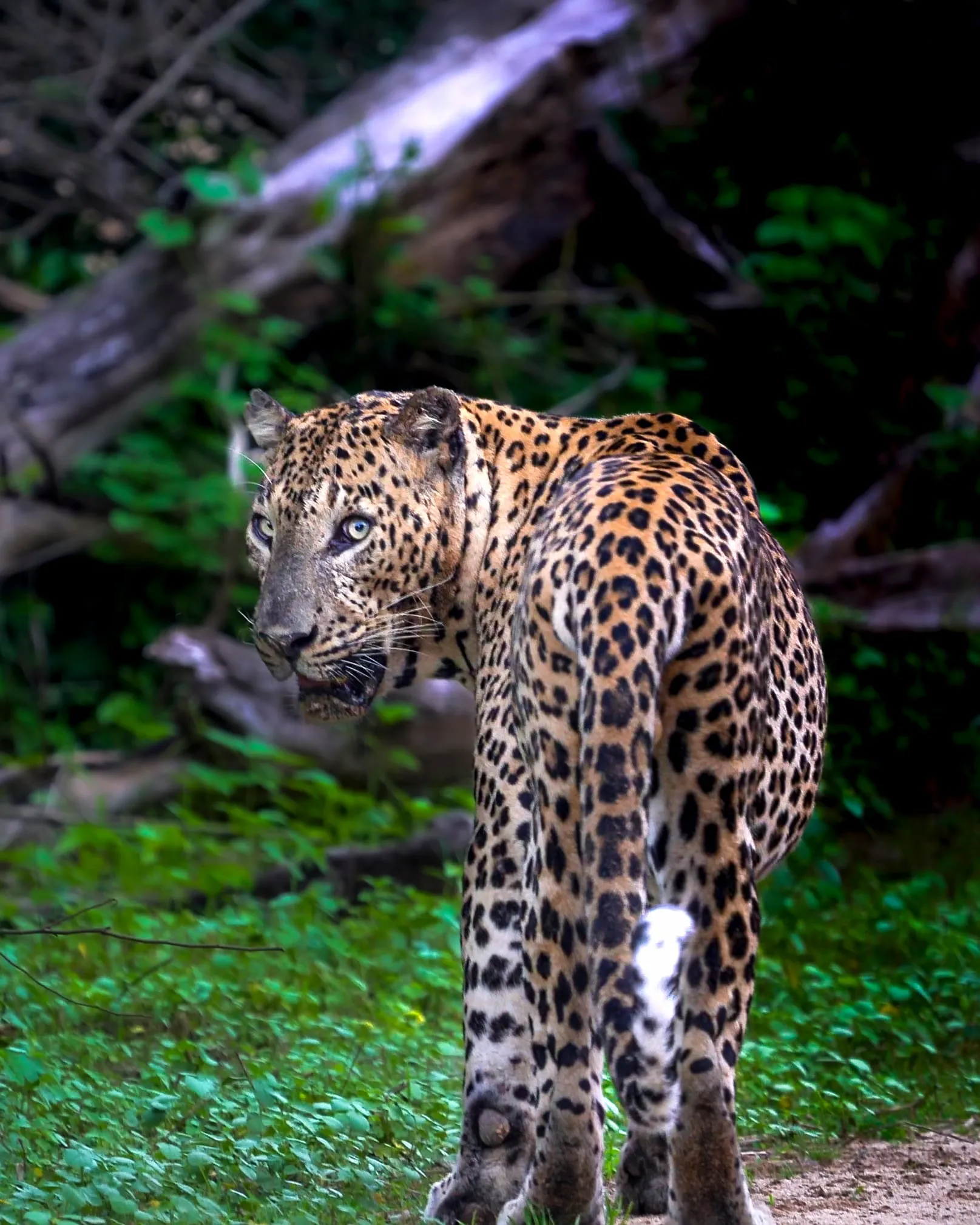 A male leopard looks back over his shoulder on a forest track.