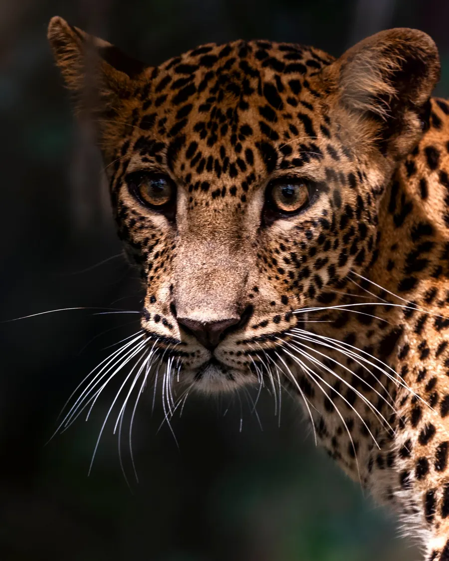 A leopard cub brimming with curiosity and wonder, its face lit against a dark background.