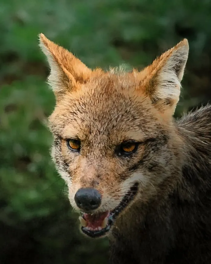 Head-on portrait of a Sri Lankan jackal.