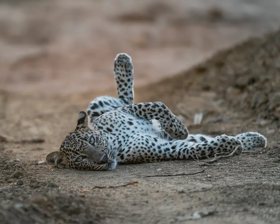 A leopard rolling on its back on a sandy track.