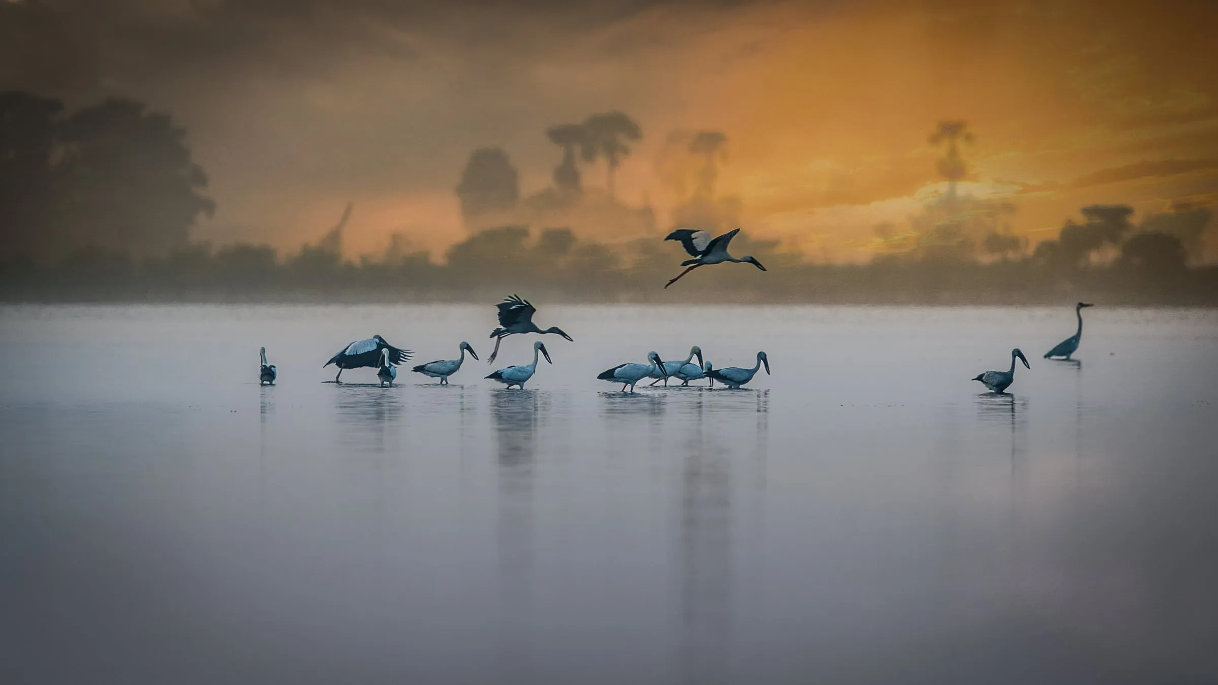 Waterbirds feeding on a misty lake under an orange sunrise.