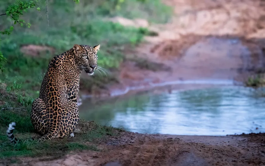 A leopard cub sitting beside a pool on a muddy track.