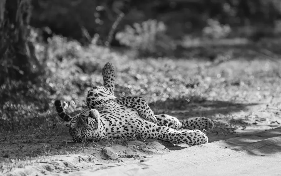 A leopard asleep on its back on a track, in black and white.