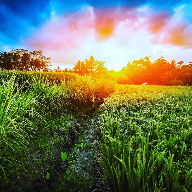 A picturesque view of green rice paddies in Bali, illuminated by the golden light of the setting sun.