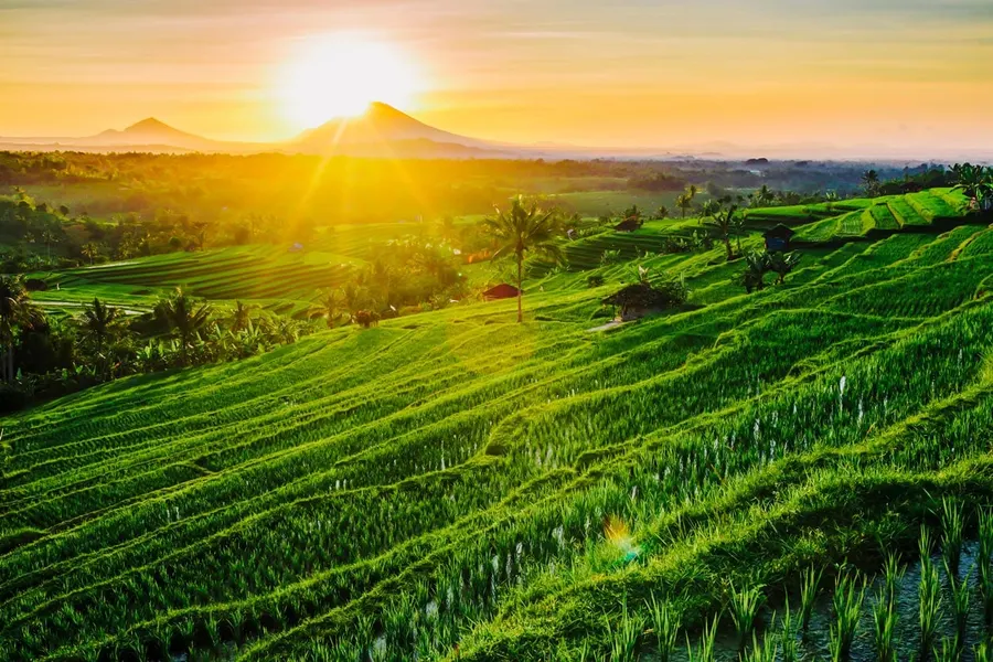 The Jatiluwih Rice Terraces in Bali, Indonesia, glowing under a golden sunrise.
