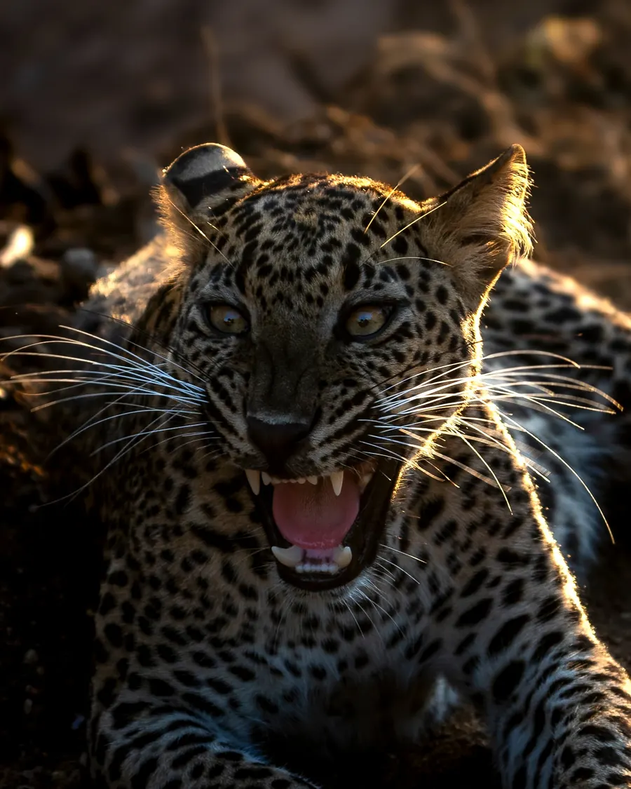 A backlit leopard snarling, whiskers glowing in the light.