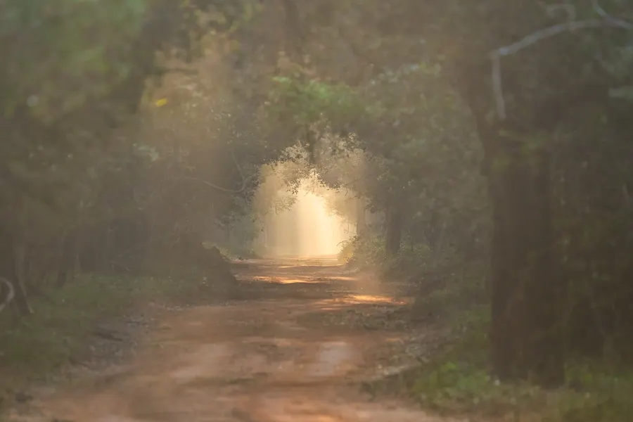 Sunlight breaking through mist at the end of a forest track.