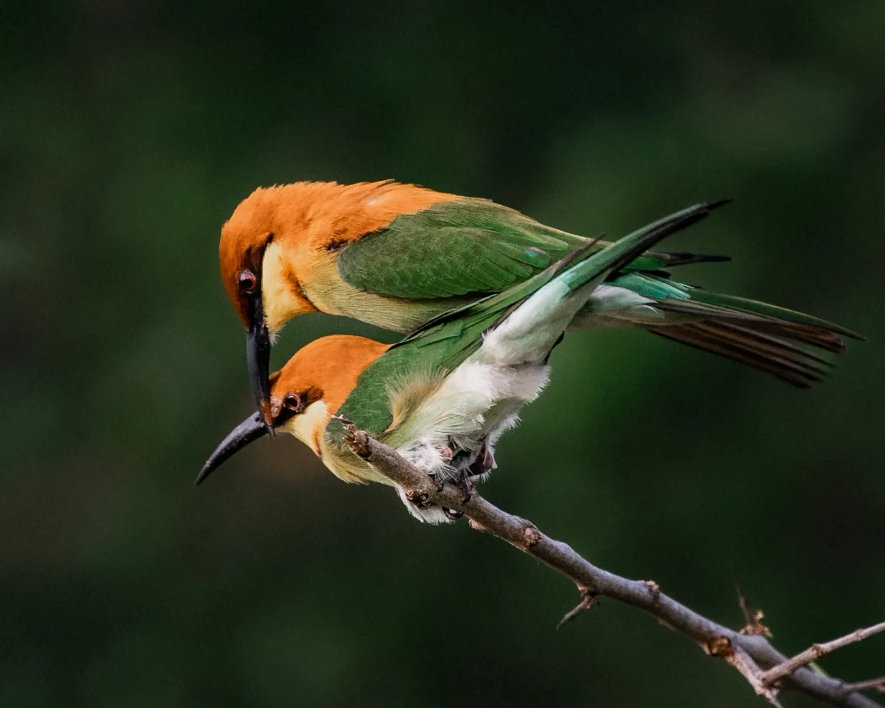 Two chestnut-headed bee-eaters perched together on a thorny branch.