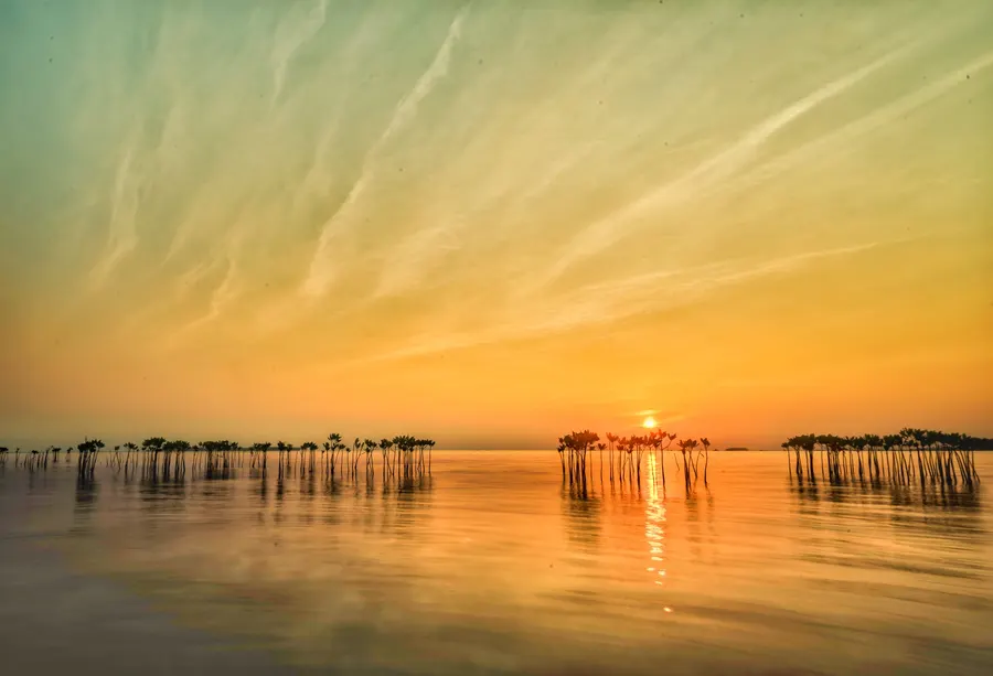 Mangroves in the calm waters of Indonesia’s Thousand Islands at sunrise, with golden and orange hues illuminating the horizon.