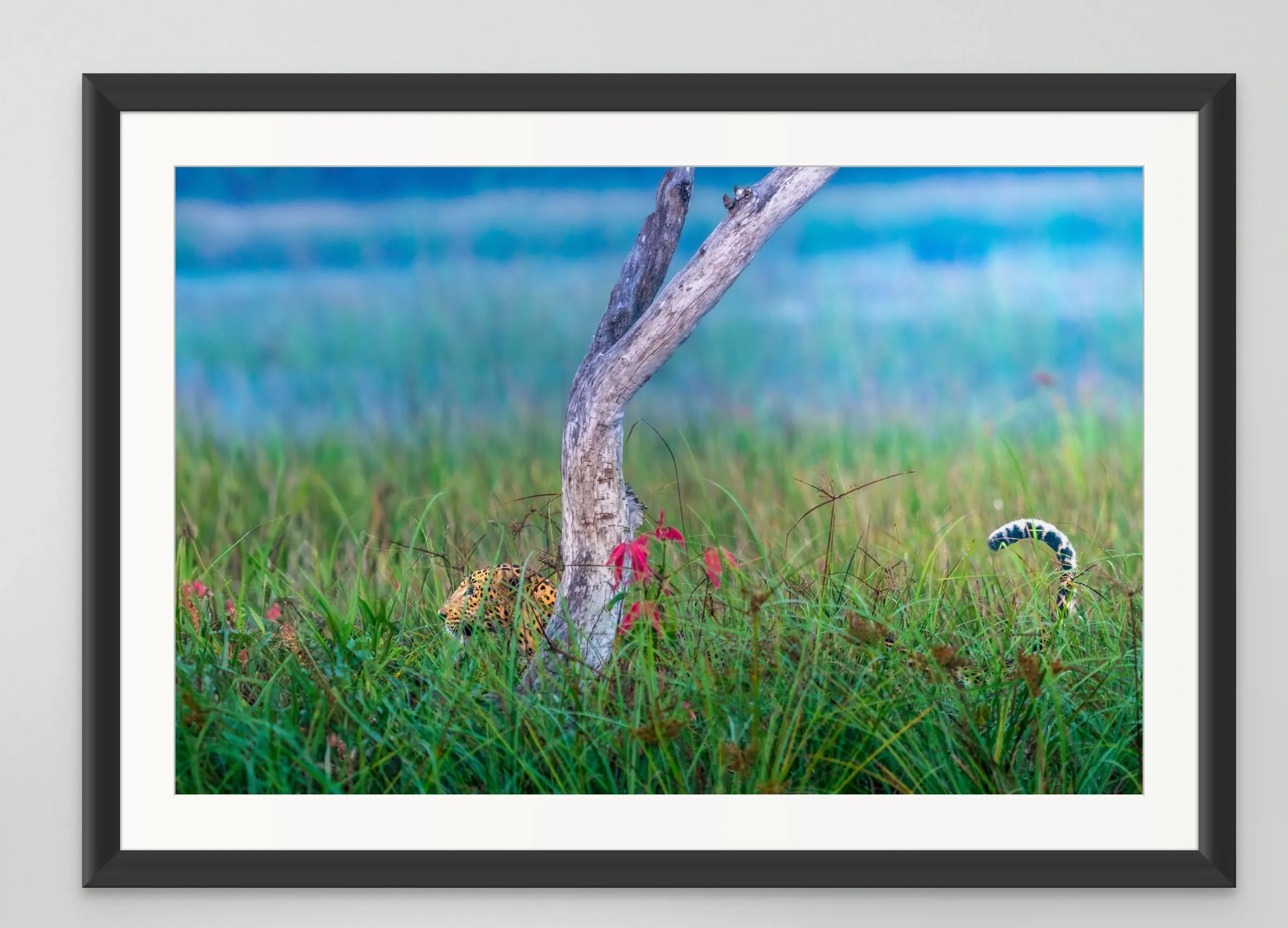 Framed print of a leopard half hidden in tall grass beside a pale tree trunk.