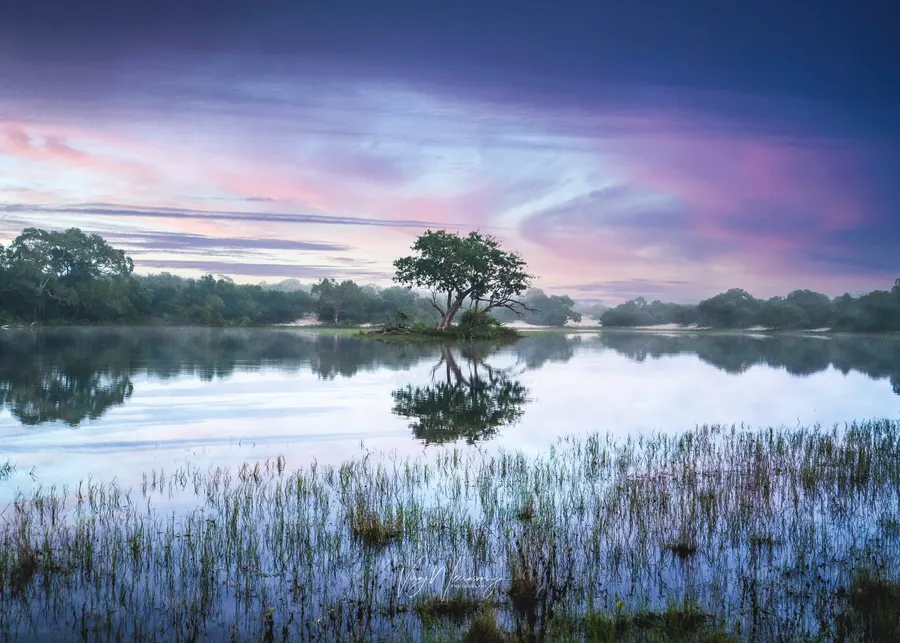 A lone tree reflected in a still lake under a purple dawn sky.