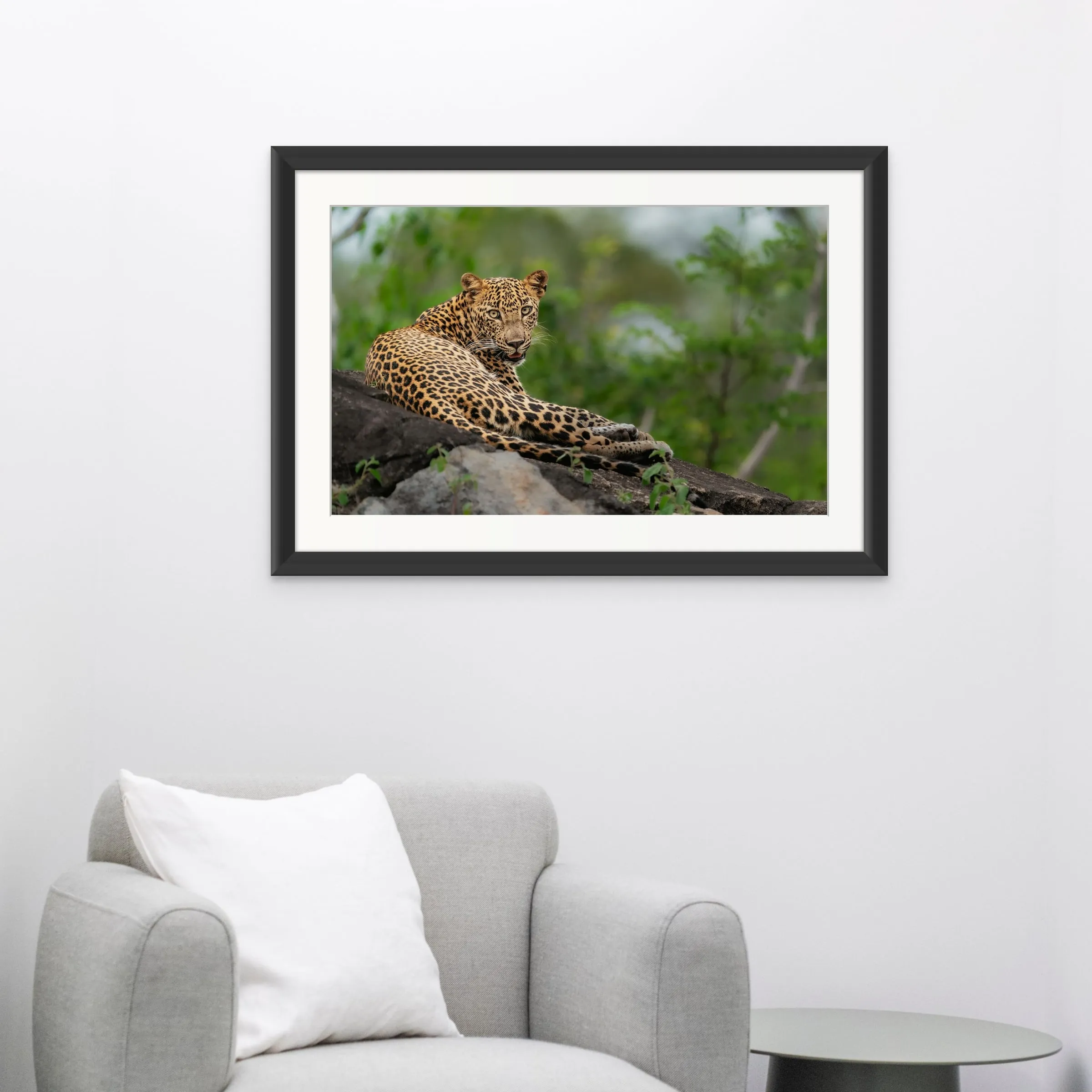 Regal Gaze shown framed on a wall.